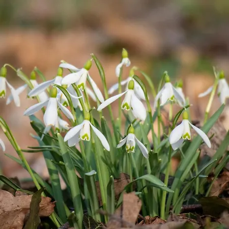 Nemo 4 Bedrooms & Grill * New Translation