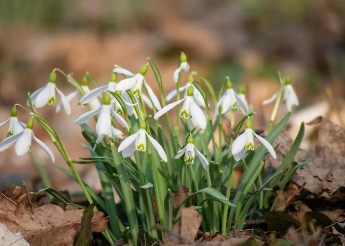 Nemo 4 Bedrooms & Grill * Zastan